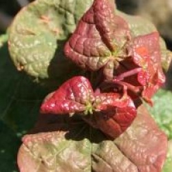 Cercis canadensis Little Woody 'Litwo'� - Gainier Little Woody