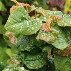 Cercis canadensis Little Woody 'Litwo'�