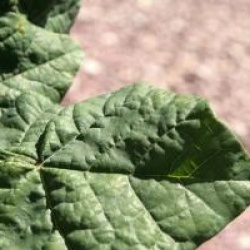 Cercis canadensis Little Woody 'Litwo'�