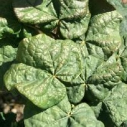 Cercis canadensis Little Woody 'Litwo'�