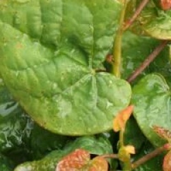 Cercis canadensis Little Woody 'Litwo'�