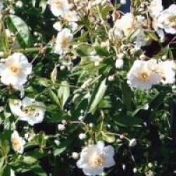 Carpenteria californica 