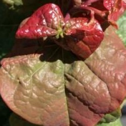 Cercis canadensis Little Woody 'Litwo'�