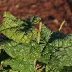 Cercis canadensis Little Woody 'Litwo'�