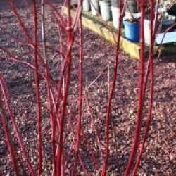 Cornus alba 'Ivory Halo' - Cornouiller � bois Ivory Halo