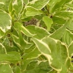 Cornus alba 'Ivory Halo'