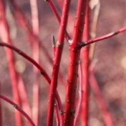 Cornus alba 'Ivory Halo'