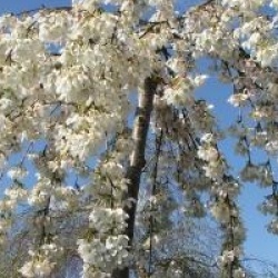 Cerisier � fleurs pleureur