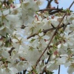 Prunus x yedoensis 'Shidare-yoshino'