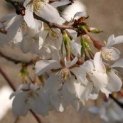 Prunus x yedoensis 'Shidare-yoshino'