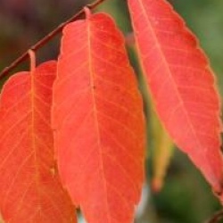 Zelkova serrata 'Green Vase'
