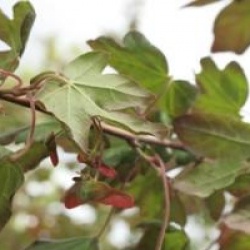 Acer campestre 'Red Shine'