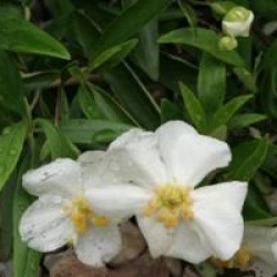 Carpenteria californica 