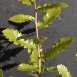 Quercus trojana - Ch�ne de Mac�doine