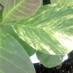 Magnolia denudata Variegata