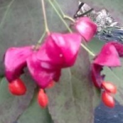 Euonymus planipes 'Sancho' - Euonymus planipes 'Sancho'