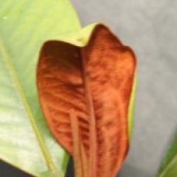 Magnolia grandiflora 'Mainstreet' - Magnolia persistant fastigi� Mainstreet