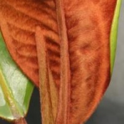 Magnolia grandiflora 'Mainstreet'