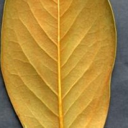 Magnolia grandiflora 'Mainstreet'