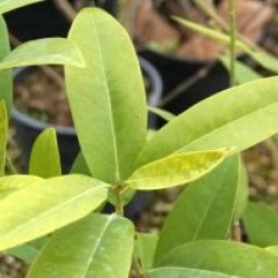 Magnolia virginiana 'Henry Hicks' - Magnolia persistant Henry Hicks
