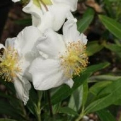 Carpenteria californica 