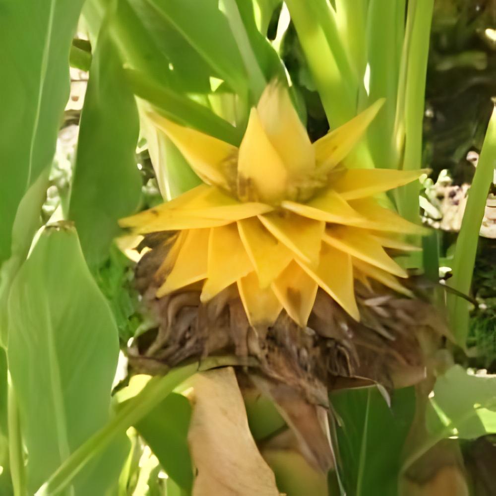 Musella lasiocarpa - Bananier Lotus d'or