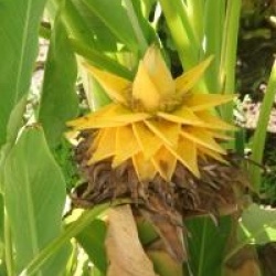 Musella lasiocarpa - Bananier Lotus d'or