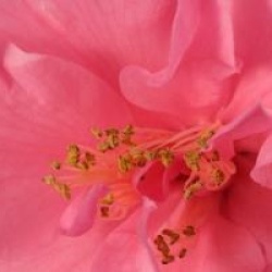 Camellia x williamsii 'Daintiness'