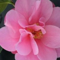 Camellia x williamsii 'Daintiness'