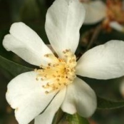 Camellia grijsii - Cam�lia de Chine grijsii