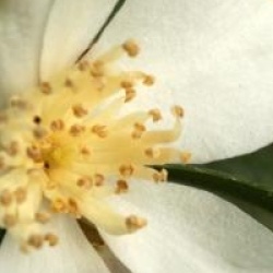 Camellia grijsii