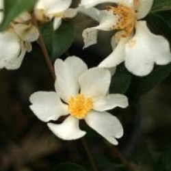 Camellia grijsii