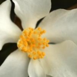 Camellia grijsii
