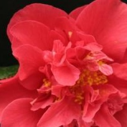 Camellia japonica 'Laura Walker'