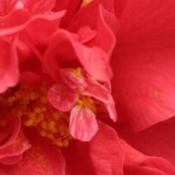 Camellia japonica 'Laura Walker'