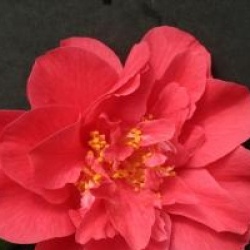 Camellia japonica 'Laura Walker'