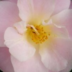 Camellia 'Nicky Crisp'  - Cam�lia Nicky Crisp