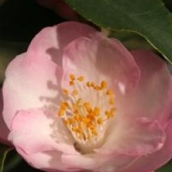 Camellia 'Alpen Glow' - Cam�lia Alpen Glow