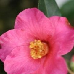 Camellia 'Crimson Candles'