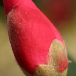 Camellia 'Crimson Candles'