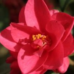 Camellia 'Fairy Wand' - Cam�lia champ�tre Fairy Wand