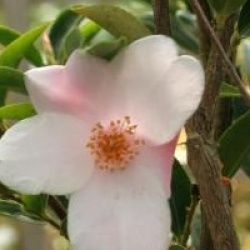 Camellia 'Festival of Lights'