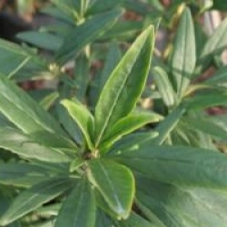 Carpenteria californica 