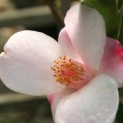 Camellia 'Festival of Lights'