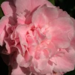 Camellia 'Sweet Emily Kate' - Cam�lia champ�tre Sweet Emily Kate