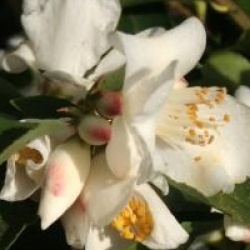 Camellia transnokoensis  - Cam�lia champ�tre transnokoensis 
