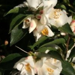 Camellia transnokoensis 