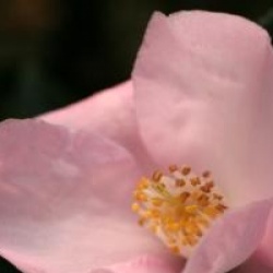 Camellia 'Transtasman'