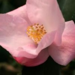Camellia 'Transtasman'