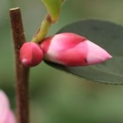 Camellia 'Transtasman'